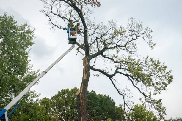 Best Tree Disease Treatment  in Newberry, FL